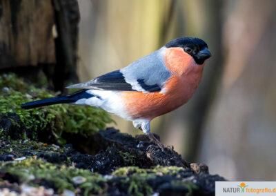 Naturfotografie - Vogelfotografie