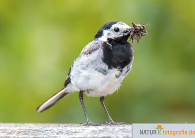 naturfotografie.de - Vogelfotografie