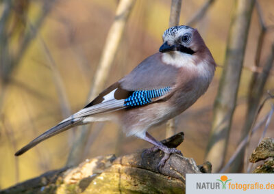naturfotografie.de - Vogelfotografie