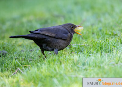 naturfotografie.de - Vogelfotografie