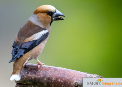 naturfotografie.de - Vogelfotografie