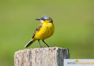 naturfotografie.de - Vogelfotografie