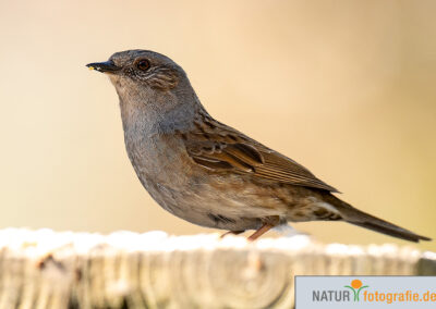 naturfotografie.de - Vogelfotografie