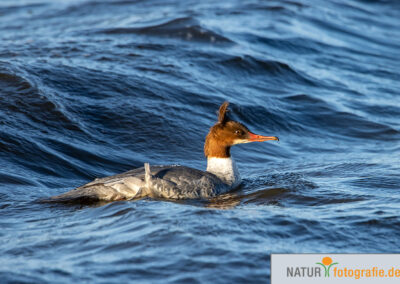 naturfotografie.de - Vogelfotografie