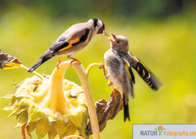 naturfotografie.de - Vogelfotografie
