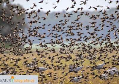 naturfotografie.de - Vogelfotografie