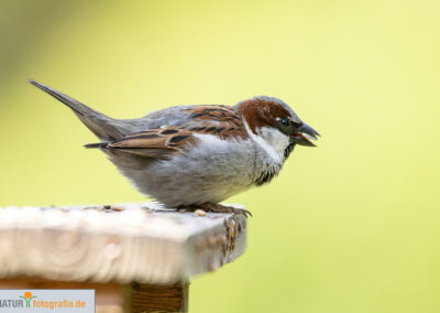 Naturfotografie - Vogelfotografie
