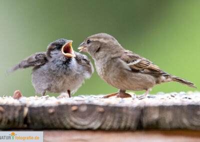 Naturfotografie - Vogelfotografie