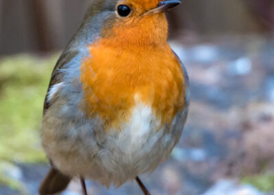 Naturfotografie - Vogelfotografie