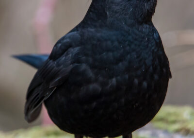 Naturfotografie - Vogelfotografie