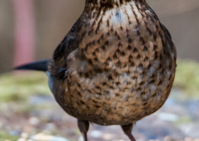 Naturfotografie - Vogelfotografie