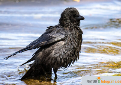 naturfotografie.de - Vogelfotografie
