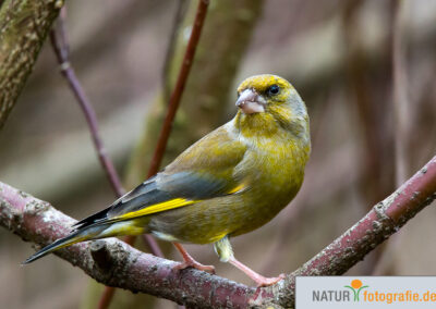 naturfotografie.de - Vogelfotografie