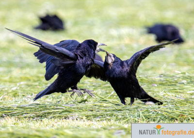 naturfotografie.de - Vogelfotografie
