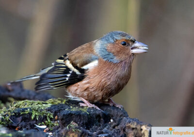 Naturfotografie - Vogelfotografie