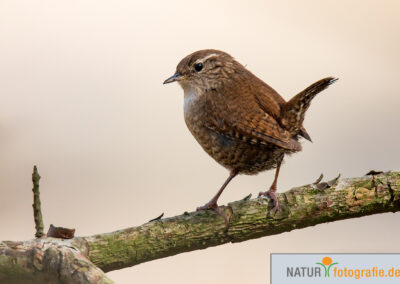 naturfotografie.de - Vogelfotografie