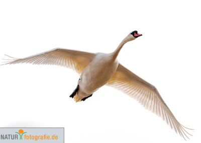 naturfotografie.de - Vogelfotografie