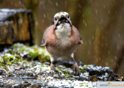 Naturfotografie - Vogelfotografie