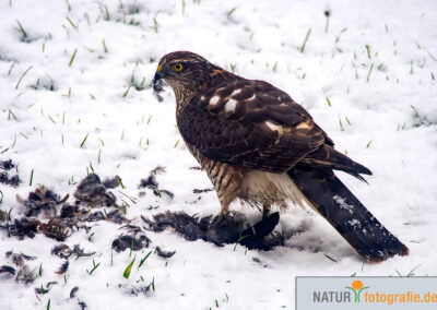 naturfotografie.de - Vogelfotografie