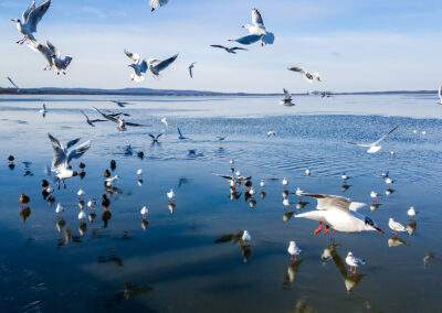 naturfotografie.de - Steinhuder Meer