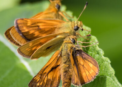 naturfotografie.de - Steinhuder Meer