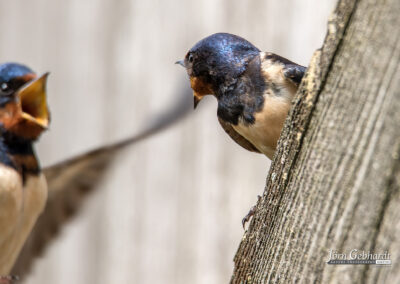 naturfotografie.de - Steinhuder Meer