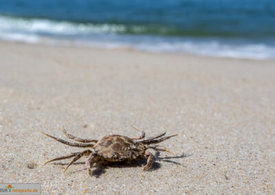 naturfotografie.de - Sylt Nord
