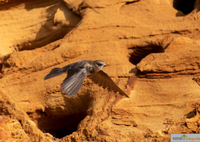 naturfotografie.de - Sylt Nord