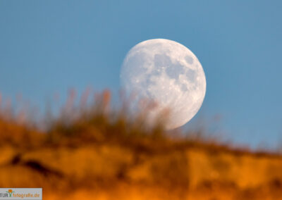 naturfotografie.de - Sylt Nord
