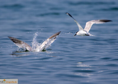 naturfotografie.de - Sylt Nord