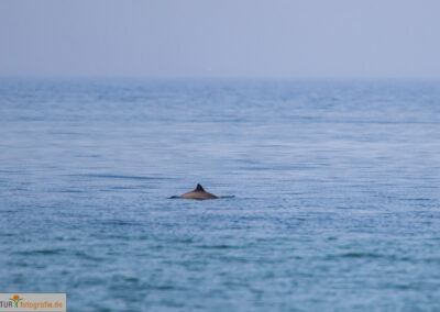 naturfotografie.de - Sylt Nord