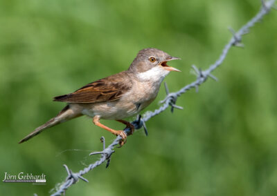 naturfotografie.de - Steinhuder Meer
