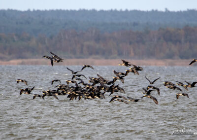naturfotografie.de - Steinhuder Meer