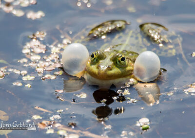naturfotografie.de - Steinhuder Meer