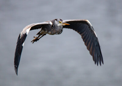 naturfotografie.de - Steinhuder Meer