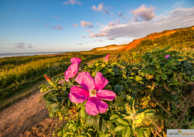 naturfotografie.de - Sylt Nord