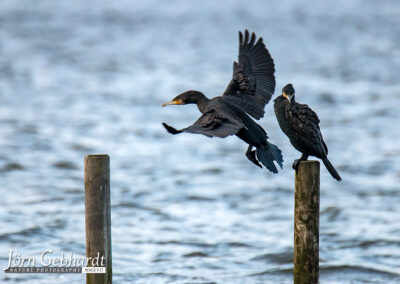 naturfotografie.de - Steinhuder Meer