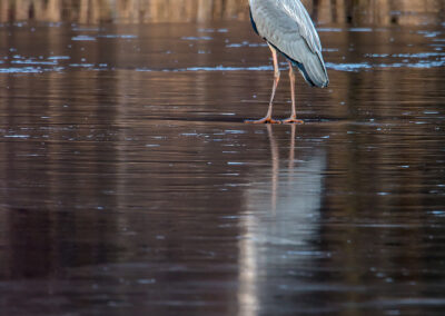naturfotografie.de - Steinhuder Meer