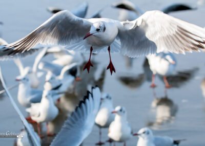 naturfotografie.de - Steinhuder Meer