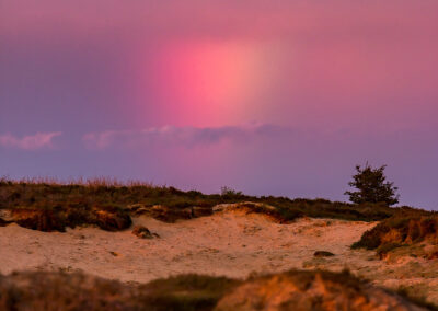 naturfotografie.de - Sylt Nord