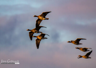 naturfotografie.de - Steinhuder Meer