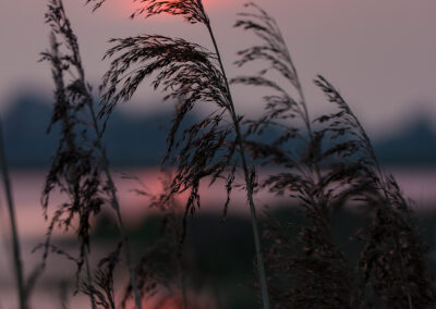 naturfotografie.de - Steinhuder Meer