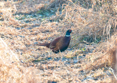 naturfotografie.de - Steinhuder Meer