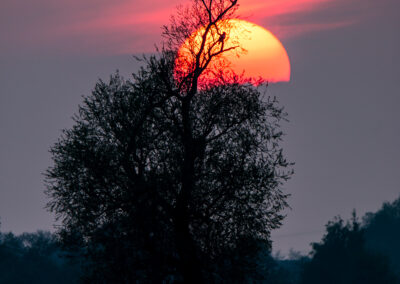 naturfotografie.de - Steinhuder Meer