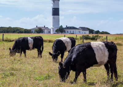 naturfotografie.de - Sylt Nord