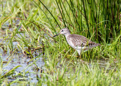 naturfotografie.de - Steinhuder Meer