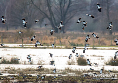 naturfotografie.de - Steinhuder Meer
