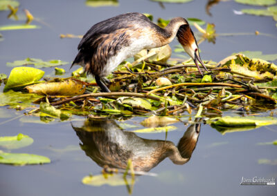 naturfotografie.de - Steinhuder Meer