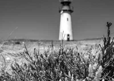naturfotografie.de - Sylt Nord
