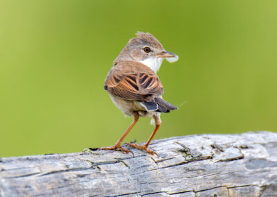 naturfotografie.de - Steinhuder Meer